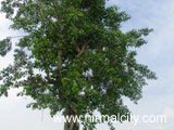 Two Trees