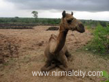 Rajasthani migrants in Narsapur village near temple
