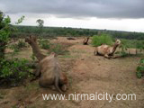 Rajasthani migrants in Narsapur village near temple