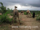 Rajasthani migrants in Narsapur village near temple