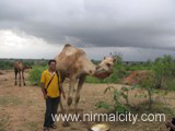 Rajasthani migrants in Narsapur village near temple