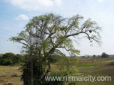 On the way to burgupally