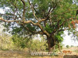 Burgupally Shivalayam sorroundings