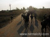 Village goats going back home