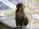 You will find monkeys on the steps. Don't carry food openly in your hands