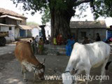 Jainath Village