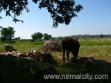 Kuntala Waterfalls - AP's Highest waterfalls