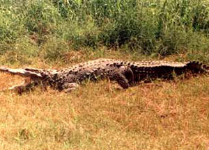 Crocodile
