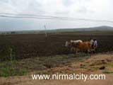 On the way to Swarna project
